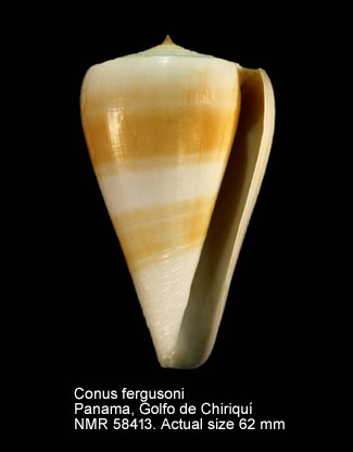 Conus fergusoni.jpg - Conus fergusoniG.B.Sowerby,1873